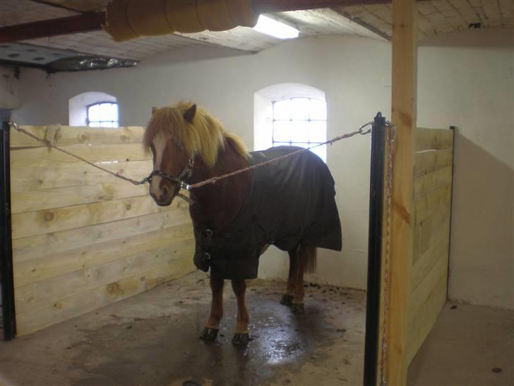 Islænder Flugar  billede 15