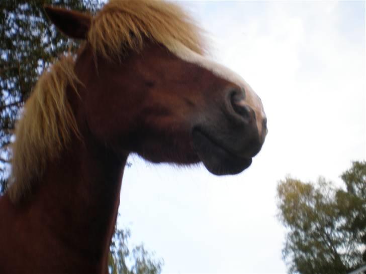 Islænder Flugar  billede 16