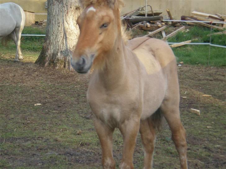 Islænder Fylkir billede 7