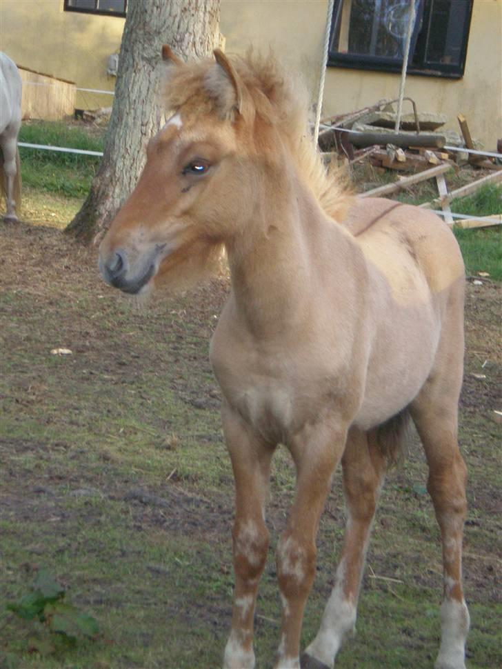 Islænder Fylkir billede 8