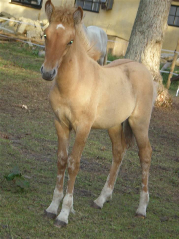 Islænder Fylkir billede 9