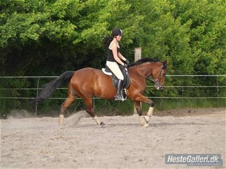 Traver Desire - Galop ! billede 8