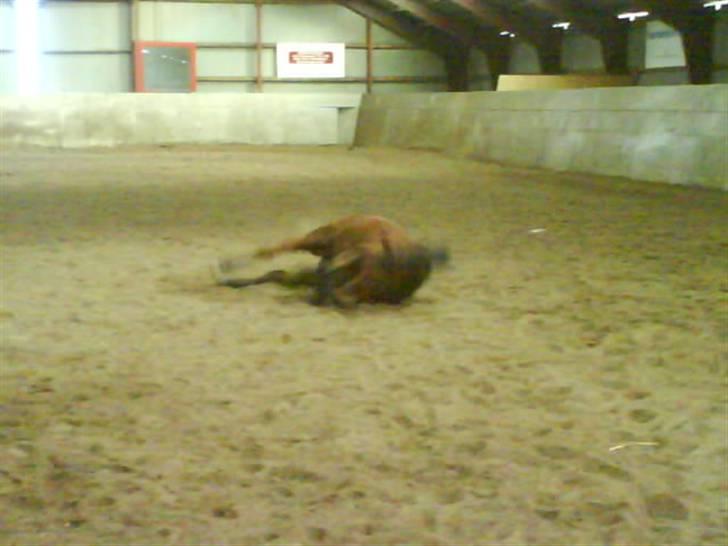 Hollandsk Sportspony Samara  - den bette tykke pony, nede og rulle sig;)<3 billede 10