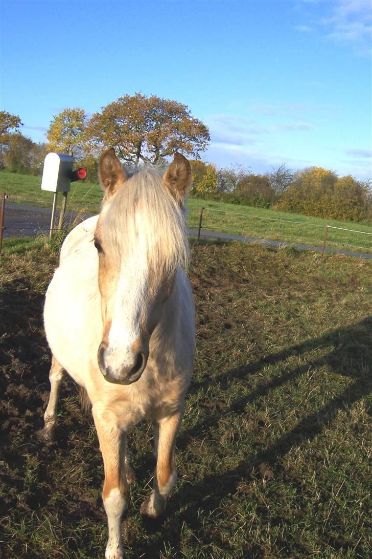 Welsh Pony (sec B) Fantasie V.   SOLGT! - Nu kommer jeg...... billede 13