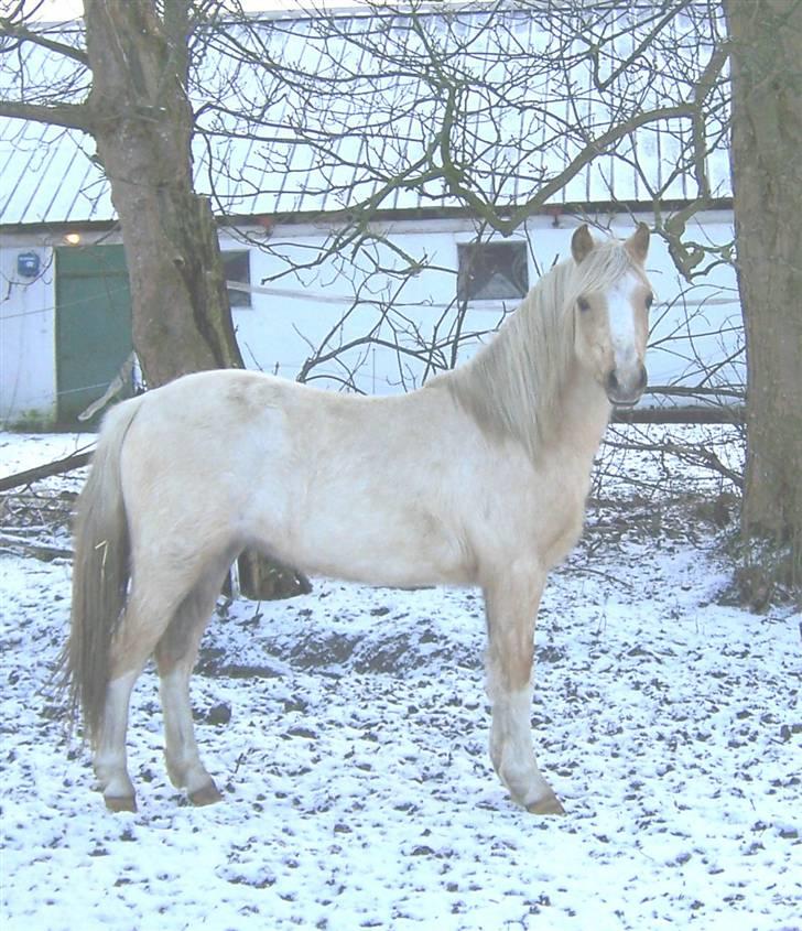 Welsh Pony (sec B) Fantasie V.   SOLGT! - Nyt billede af vores dejlige Fantasie taget den 6.01.2009. billede 15