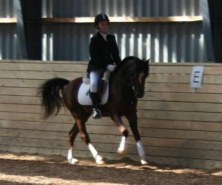 Appaloosa Bandana Joe *Byttet;/* - 12) Dressur stævne i RKVS. billede 12