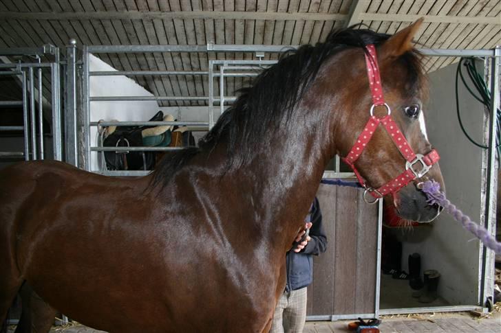 Appaloosa Bandana Joe *Byttet;/* - 15) Min smukke Appaloosa, syntes bare ikk lige at han ligner en Appaloosa.? billede 15