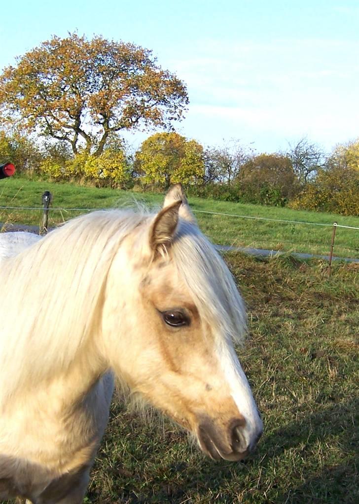 Welsh Pony (sec B) Fantasie V.   SOLGT! - Fantasie har et dejligt feminimt udtryk! billede 16