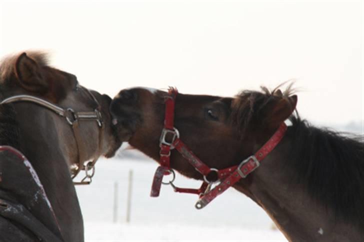 Appaloosa Bandana Joe *Byttet;/* - 18)Du har sq altid været legesyg!;D Foto: Belinda. billede 18