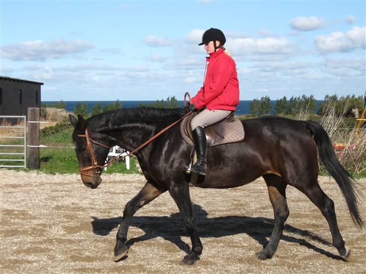 Dansk Varmblod Bella Star R.I.P - Første gang jeg rider på hende efter 2 år :D billede 9