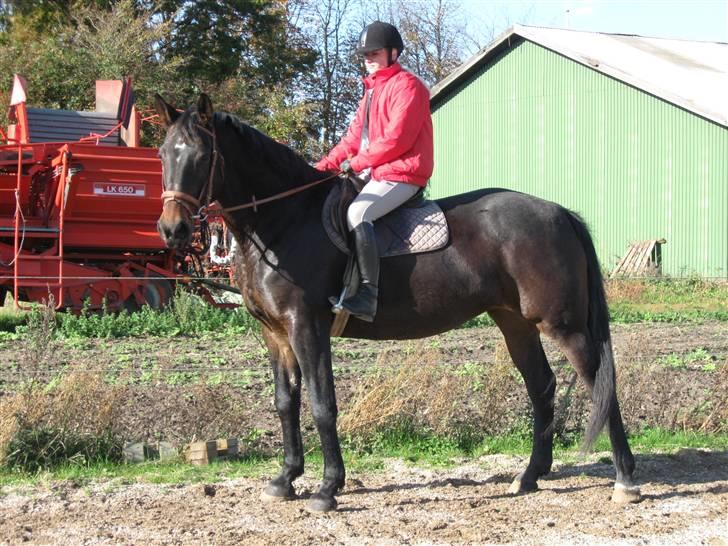 Dansk Varmblod Bella Star R.I.P billede 10