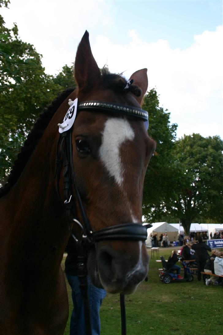 Appaloosa Bandana Joe *Byttet;/* - 19)Dit dejlige hoved, så smukt<33 Foto: Min far. billede 19