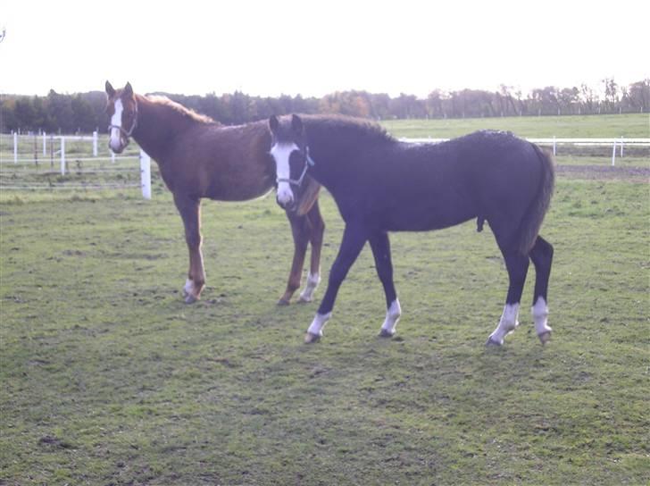 DSP Safir´s Aston billede 18