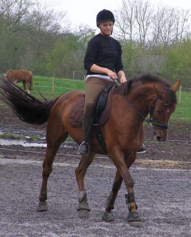 Dansk Varmblod Kaiser RIP (SOLGT) - dressur træning på stalddane  billede 20
