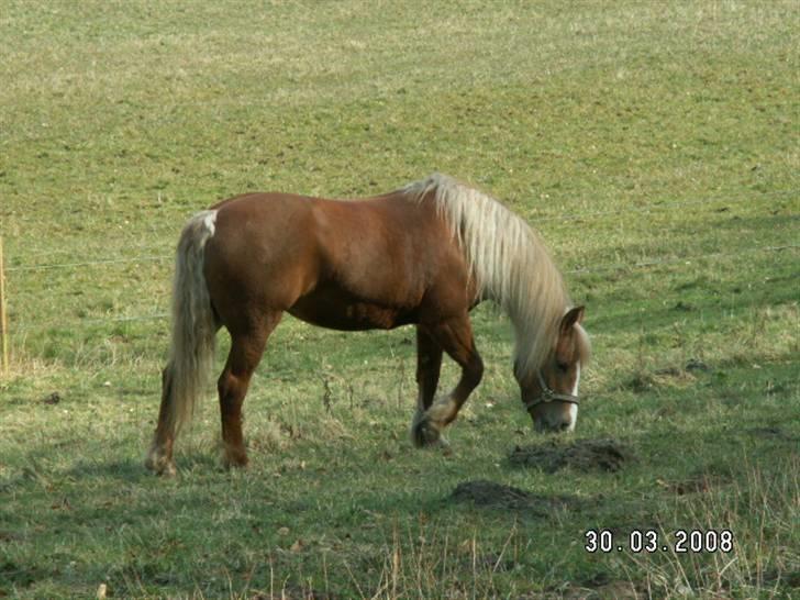 Tyroler Haflinger Stutteri Anjin Hollywood(nu min mors hest) - jah græs  billede 13