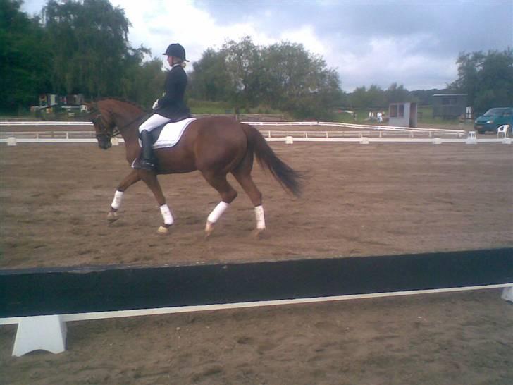 Dansk Varmblod CA-VA <3 R.I.P :'( billede 11