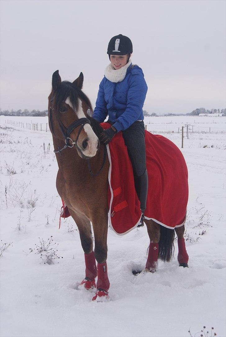 Welsh Cob (sec D) Fjordglimt Mr. Kennedy  - Kennedy og jeg i December 2010 :-) billede 10