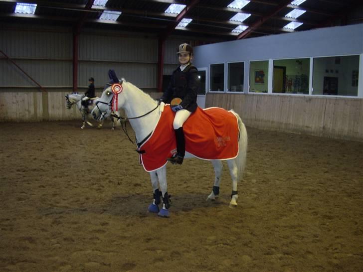 Anden særlig race David (tidl. pony) - klubmester 2008 i spring omg. 24 sek  billede 19