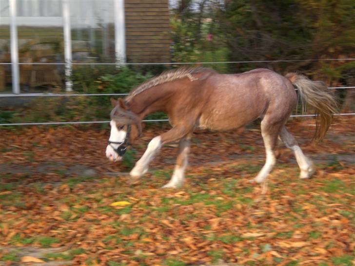 Welsh Pony (sec B) Allégaardens Finess SOLGT - Finess løsspring :) billede 7