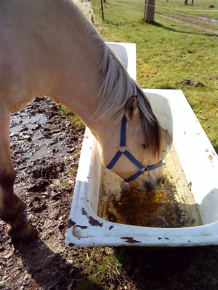 Anden særlig race Miss Milka(Tidl. halvpar) - smukt vejr! billede 9