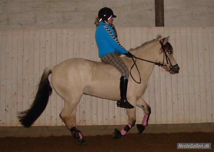Anden særlig race Miss Milka(Tidl. halvpar) - Galop uden sadle billede 11