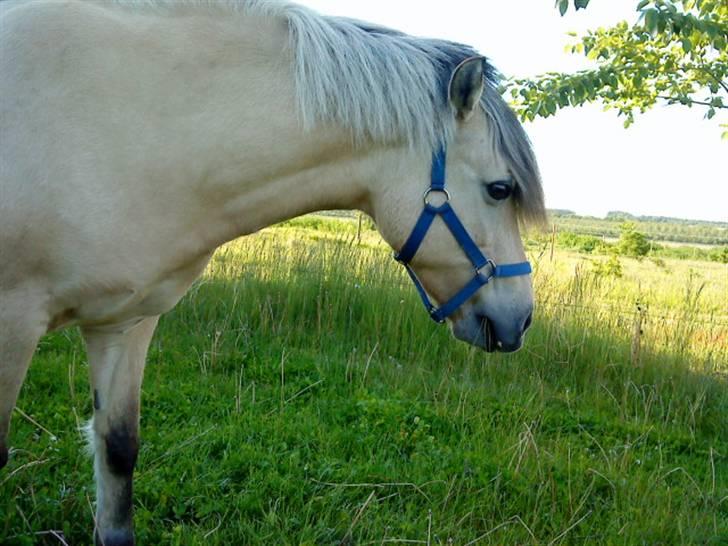 Anden særlig race Miss Milka(Tidl. halvpar) - på fold billede 15