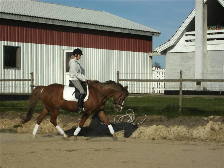 Palomino Malou Seagal billede 4