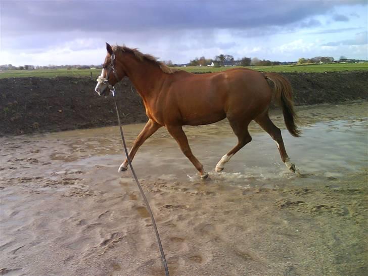 Palomino Malou Seagal billede 5