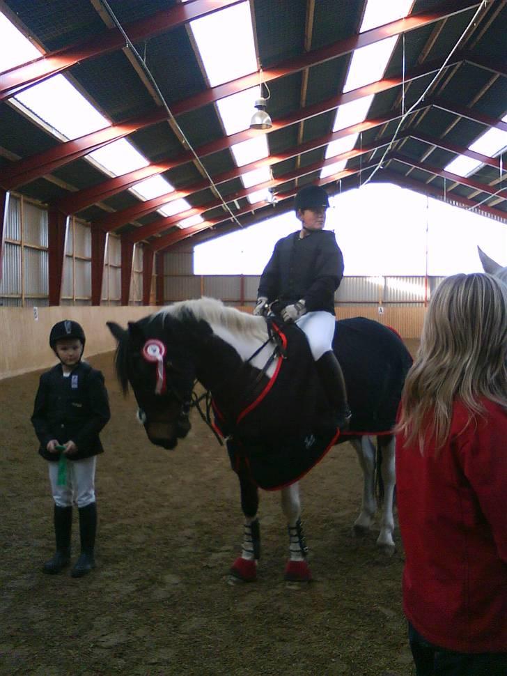 Anden særlig race zippolight (SOLGT) - Her er den smukke pony..( vores første 1plads og den eneste ind til videre) billede 1