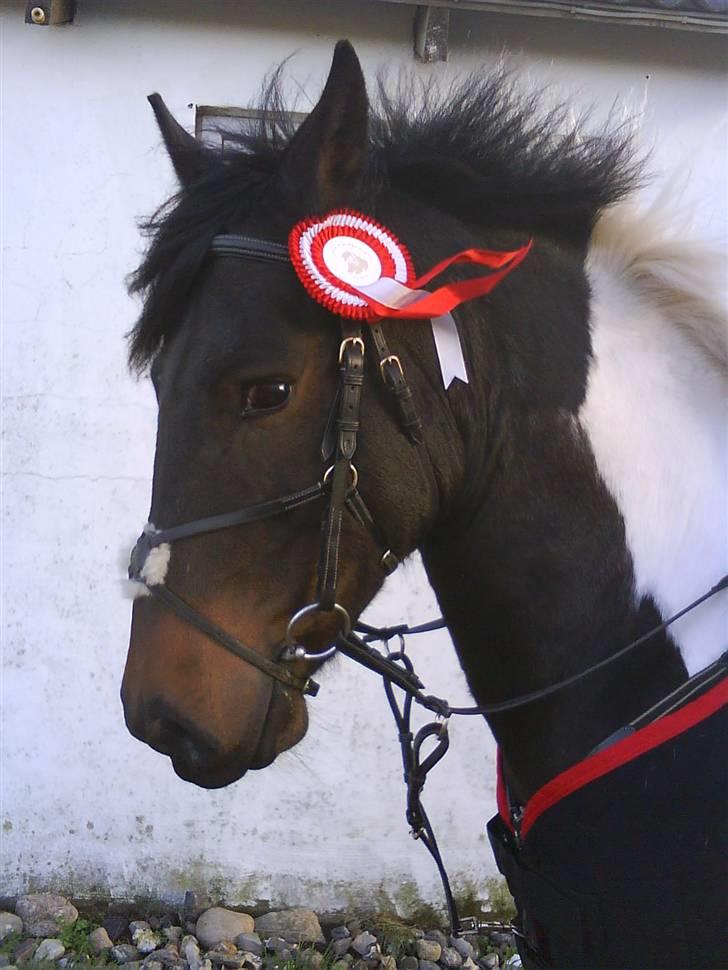 Anden særlig race zippolight (SOLGT) - mor var helt vild med at tage billeder.. billede 7