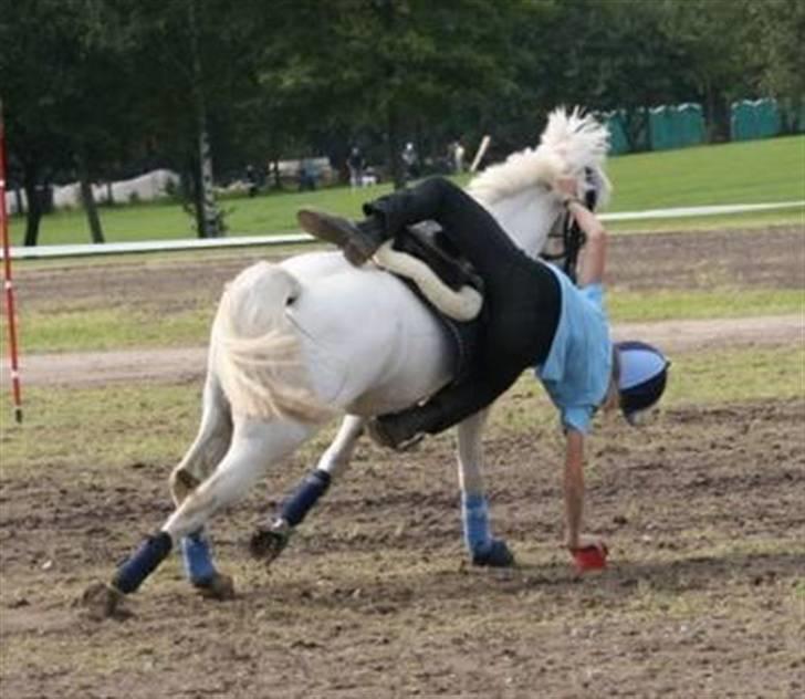 Welsh Mountain (sec A) Idefix - Jeg falder altså ikke af! - skulle bare lige samle en kop op ;) billede 17