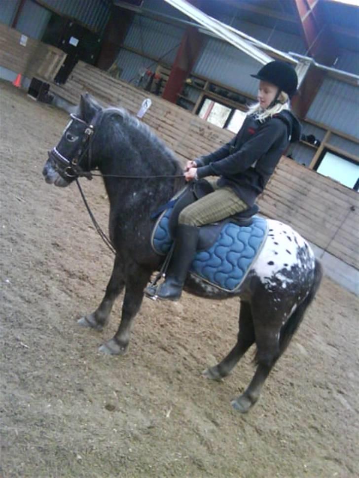 Anden særlig race tarzan  - Mig der rider min smukke pony Tarzan  billede 9