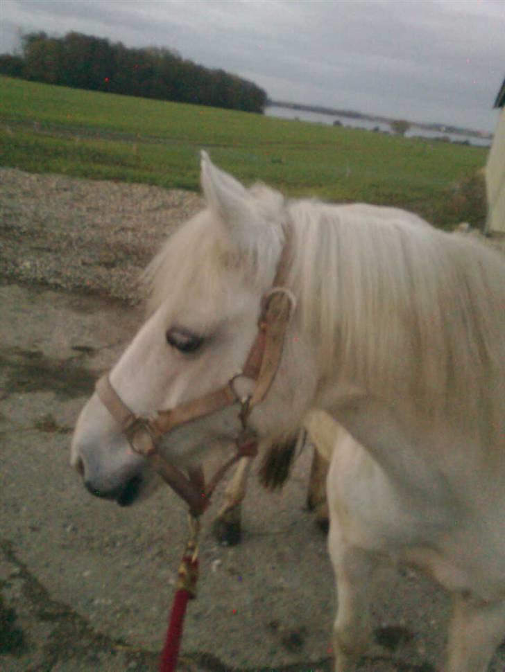 Anden særlig race Zafir : D billede 9