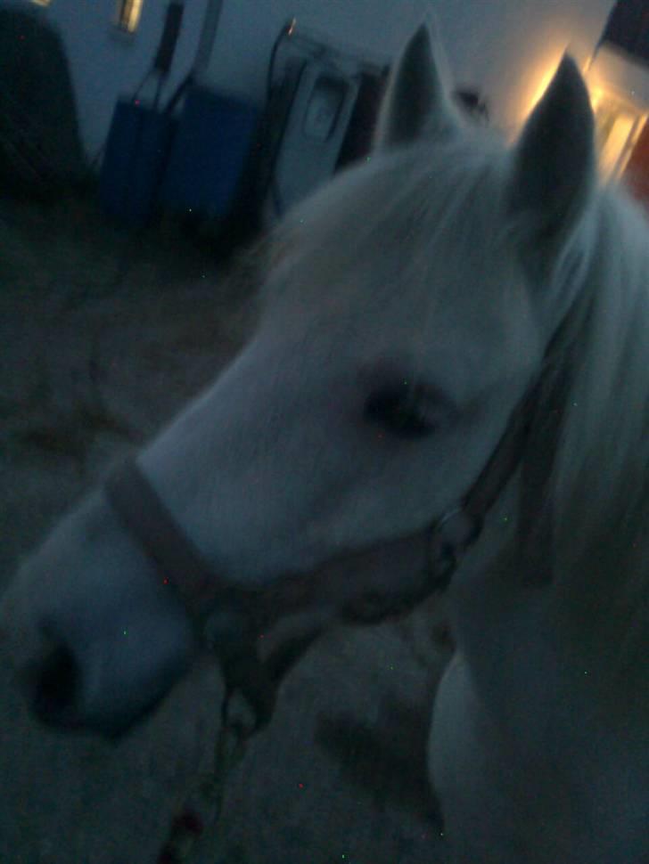 Anden særlig race Zafir : D billede 10