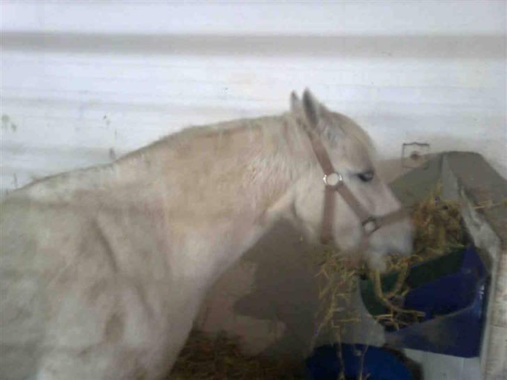 Anden særlig race Zafir : D billede 11