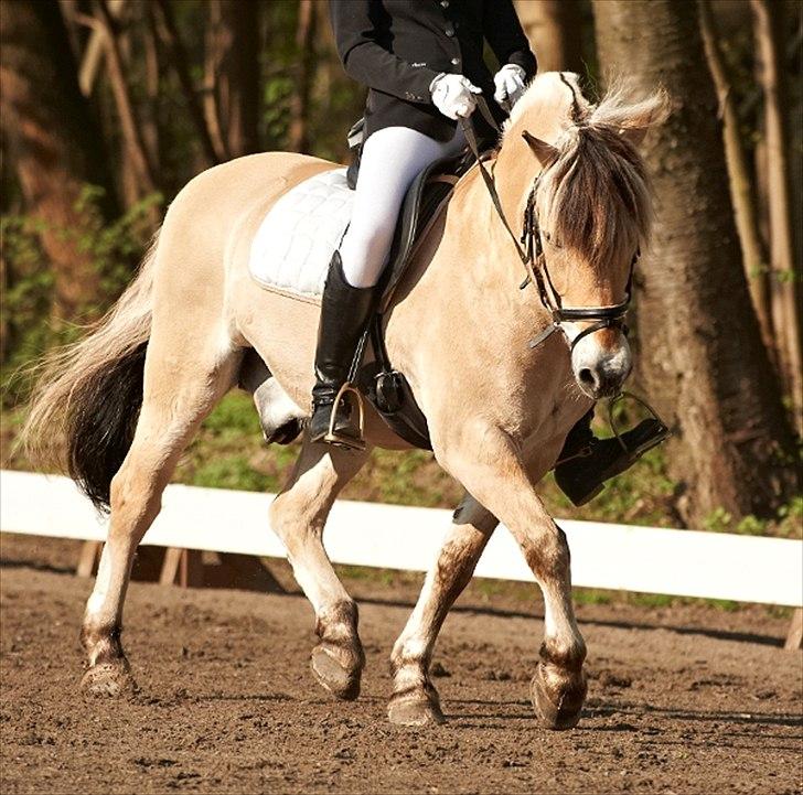 Fjordhest Kastanjegårdens Nick - Jeg elsker dig Nick, helt ind til det inderste i mit hjerte. billede 11