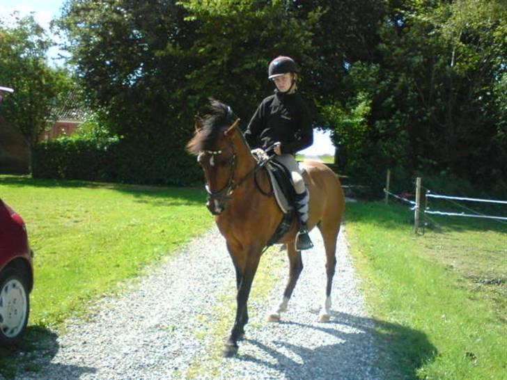 New Forest Jonie Skat<3!  billede 10