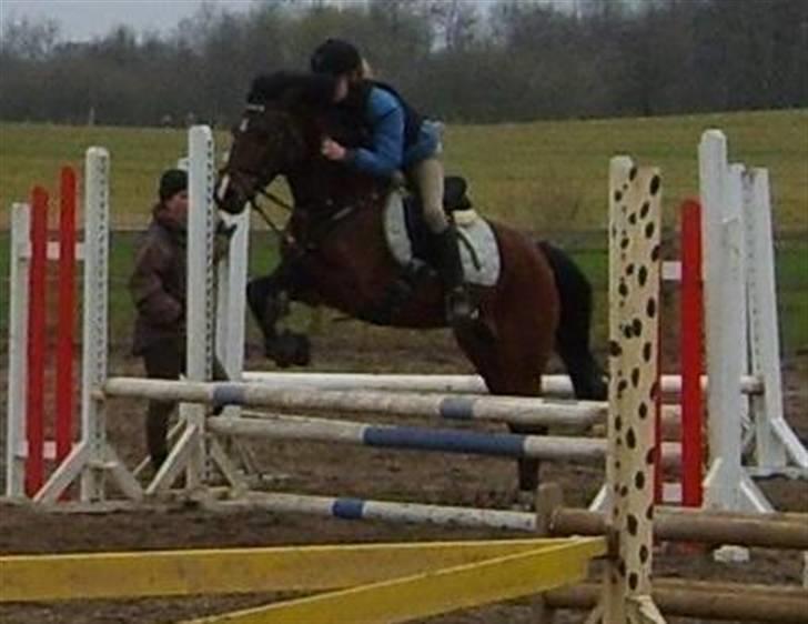 New Forest Jonie Skat<3!  billede 11