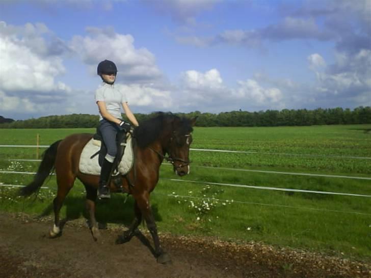New Forest Jonie Skat<3!  billede 13