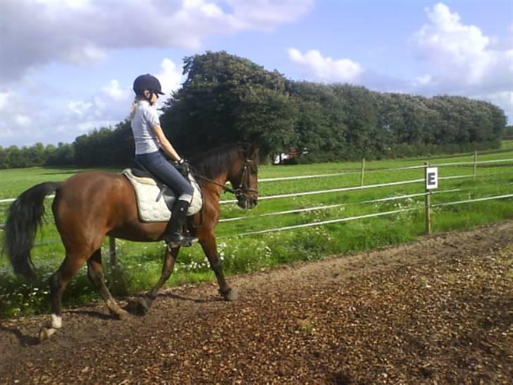 New Forest Jonie Skat<3!  billede 14