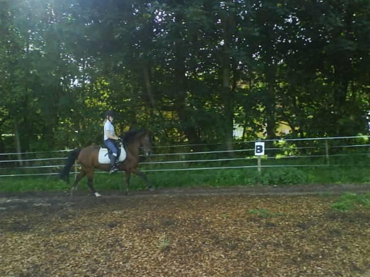 New Forest Jonie Skat<3!  billede 15