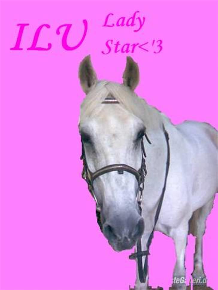 Anden særlig race Ladystar *R.I.P.* billede 12