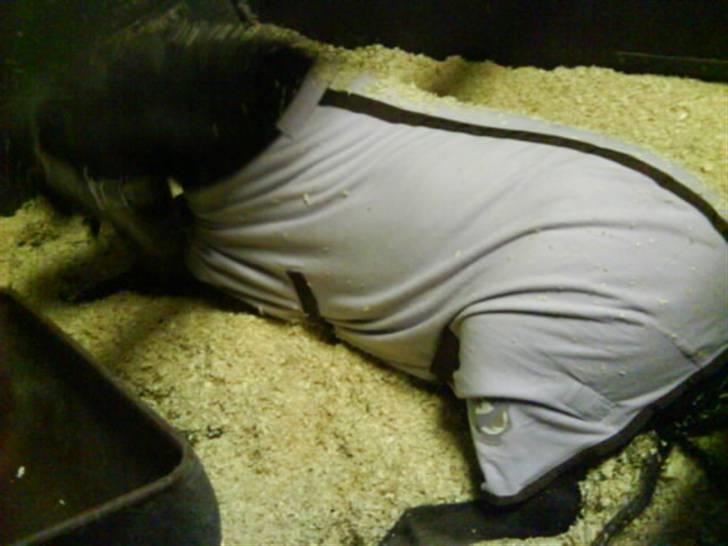 Anden særlig race tarzan  - verdes bedste pony med sit nye dækken på :i <3  billede 11