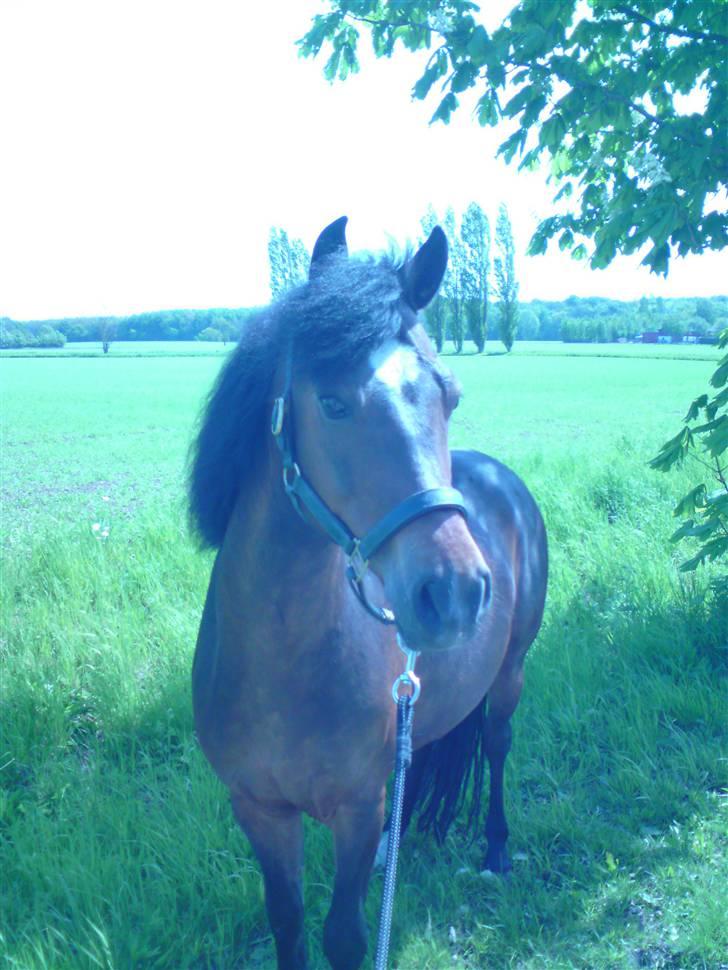 New Forest Casanova - Fordi, Du Er Min Pony- foto MAJ billede 1