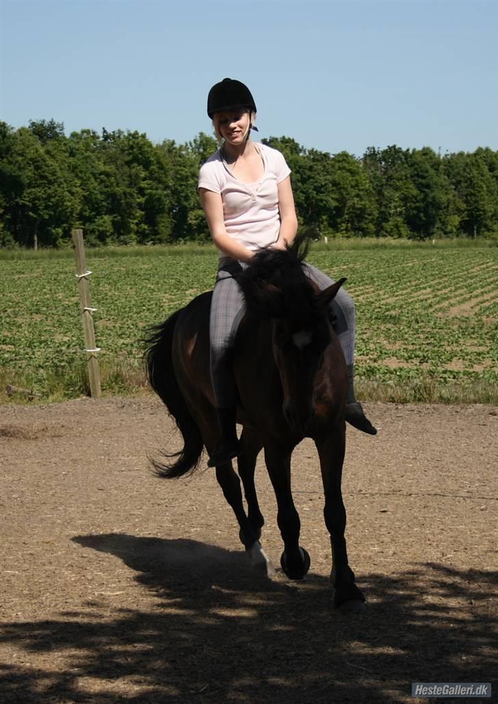 New Forest Casanova - Fordi Karine Altid Ser Godt Ude Til Hest - foto M.A.J billede 2