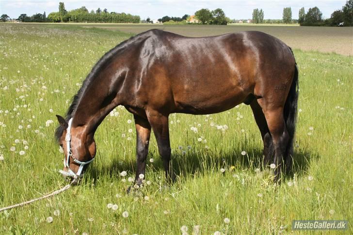 New Forest Casanova - Fordi Jeg Elsker dig - foto ksl billede 3