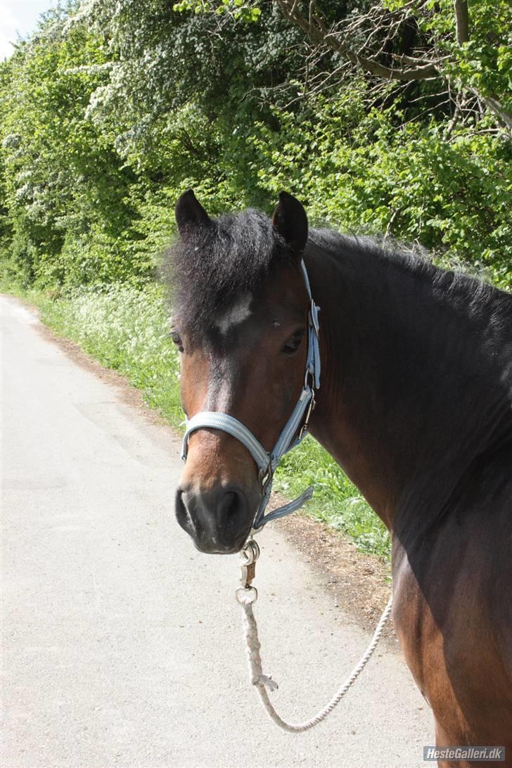 New Forest Casanova - Fordi Du ALtid Er Fotogen Og Vi Elsker At Gå Ture - foto ksl billede 5