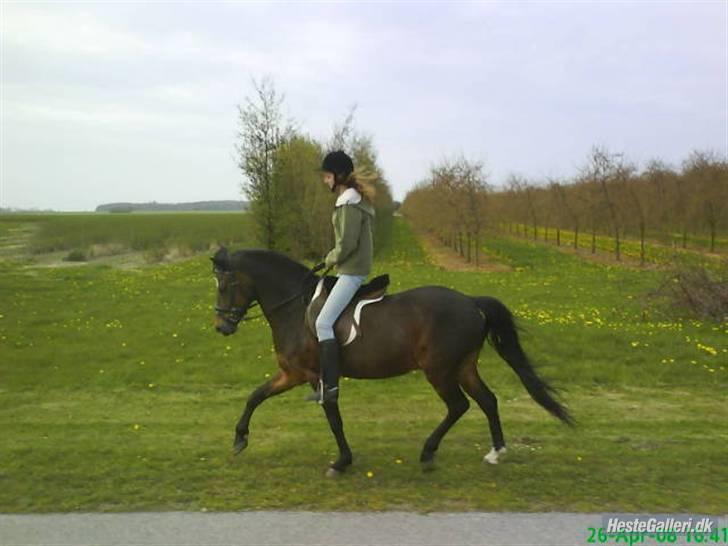 New Forest Casanova - fordi At Vi KAn Det Der Med løse Tøjler CS. Kadar Arabians billede 6