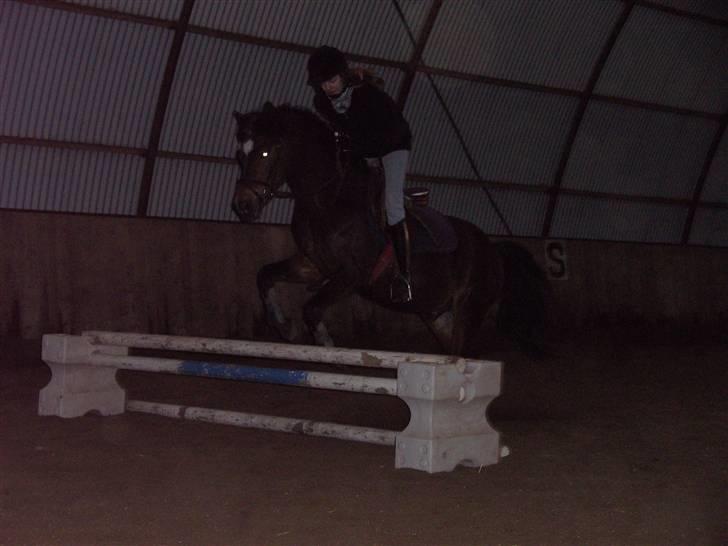 New Forest Casanova - fordi Jeg Stoler På Dig Når Vi Springer - foto mor billede 7