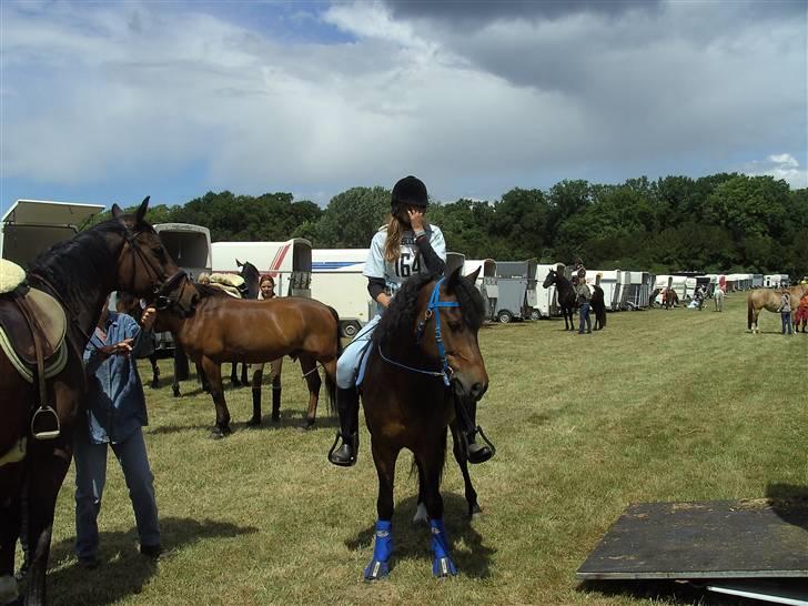 New Forest Casanova - fordi Det ar Vores Første Stævne - foto Dorte billede 8